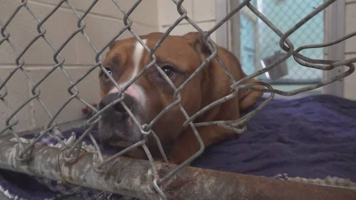 184 Animals Surrendered in Major Hoarding Case