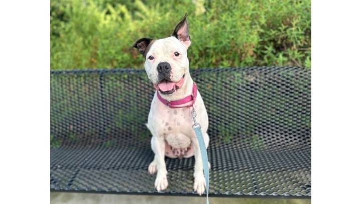 Boxer Bunny wants to share her love of adventure with you