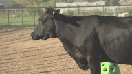 Meet Mootilda: The cow who escaped a slaughter house in Arizona