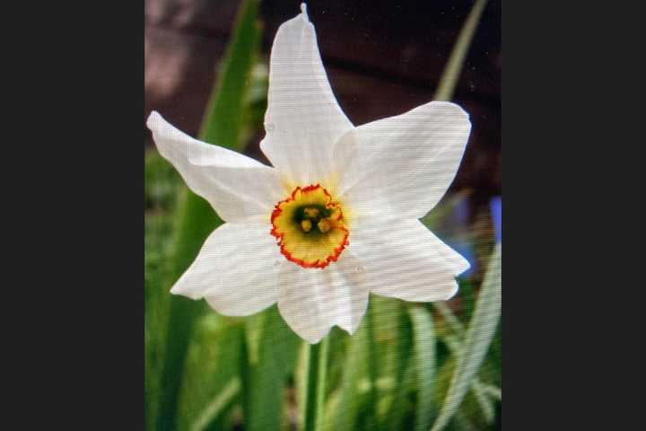 Here’s what you should be doing in your Maine garden right now 