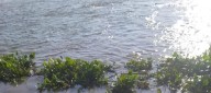 Hallan cuerpo sin vida flotando en el río Magdalena, en Bocas de Ceniza