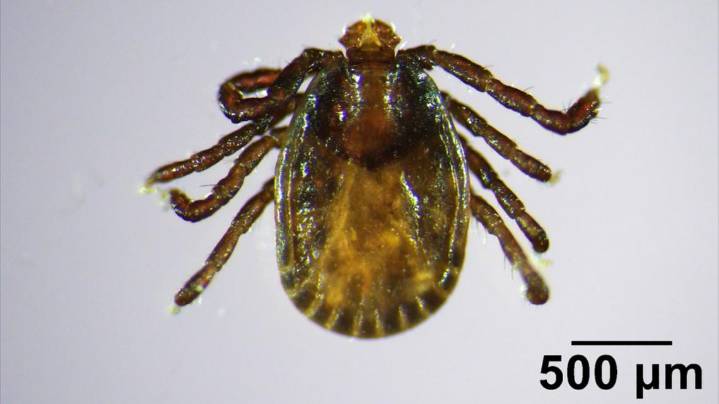 Invasive, disease-carrying tick found in Maine