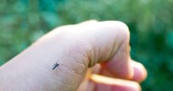 Wyoming Department of Health: Caution recommended due to high levels of West Nile virus