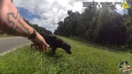Video: Florida deputy rescues dog from middle of road, reunites pet with family