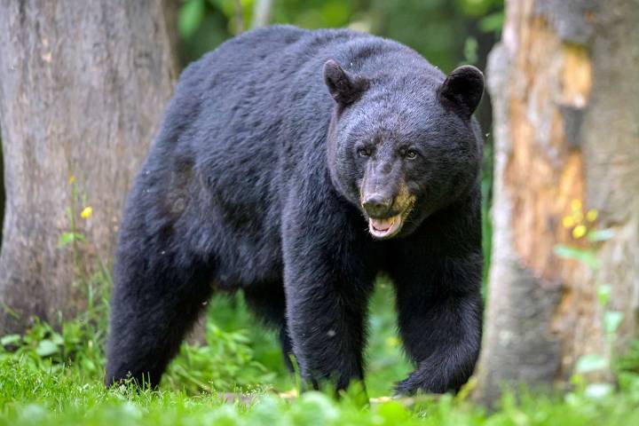 Dad Attacked by Bear in Front of His Son Has Died, Family Says