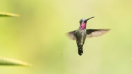 Alcaldía de Cali y Colombia Bird Fair realizarán simposio de aviturismo en la Semana de la Biodiversidad; esta es la fecha