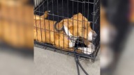 California Shelter Dog Faces Her Third Rejection And The Staff Struggle To Understand Why