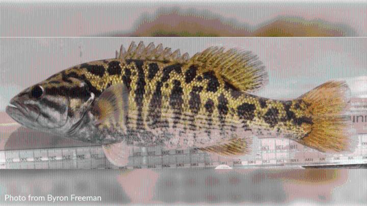 Bass found in just one US river officially named as new species