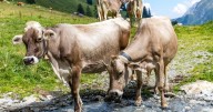 Hiker dies after getting trampled by cows in Austrian Alps
