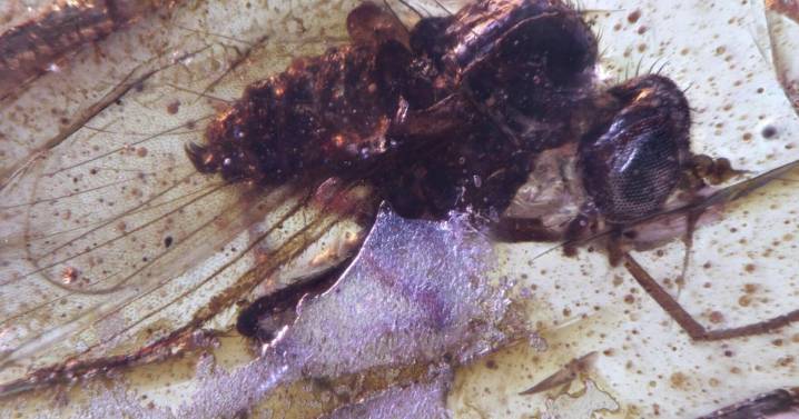 Discovery of insects trapped in amber sheds light on ancient Amazon rainforest