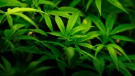Where can I smoke pot in Michigan? The answer might surprise you