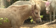 Owner tracks down stolen pony who gives free rides to kids with disabilities