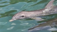 Semarnat acuerda conservación transnacional de hábitats marinos en el Pacífico