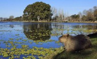 Tiene una laguna con carpinchos: la escapada a 2 horas de Buenos Aires