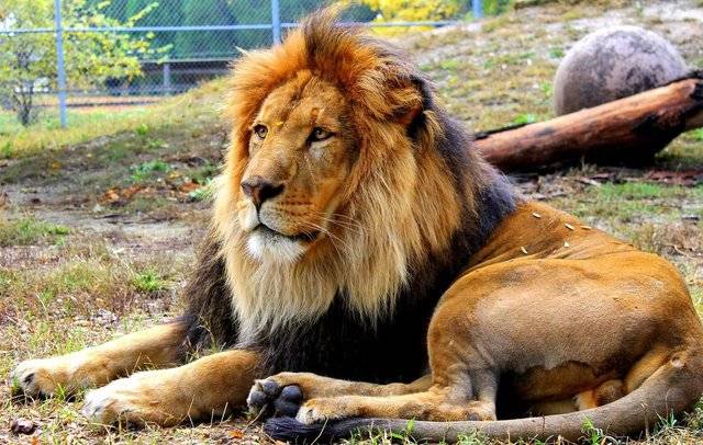 Zoological Society taking RSVPs for annual meeting