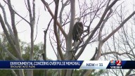 Osceola's Pulse memorial faces pushback over hazard to birds