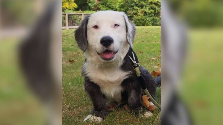 Michigan Woman Adopts A 'Corgi' With The Silliest Look That Calls For A DNA Test