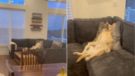 New York Dog’s Chill Vibes After Being Left Alone Win Hearts Everywhere