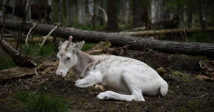 Sweden's plans to mine rare-earth minerals could ruin the lives of Indigenous Sami reindeer herders