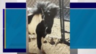 Miniature horse killed by falling tree in Thursday's wet weather