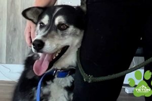 This 6-year-old Husky is our Pet of the Week