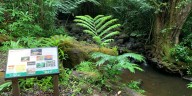 Public input wanted on Moanalua forest reserve management plan