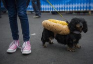 Watch wiener dogs race at Oktoberfest parties near Denver