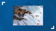 Alaska's bears compete in annual Fat Bear Week