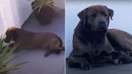 California Woman Was Shocked After Security Camera Revealed A Stray Pup Who Kept Coming To Her House