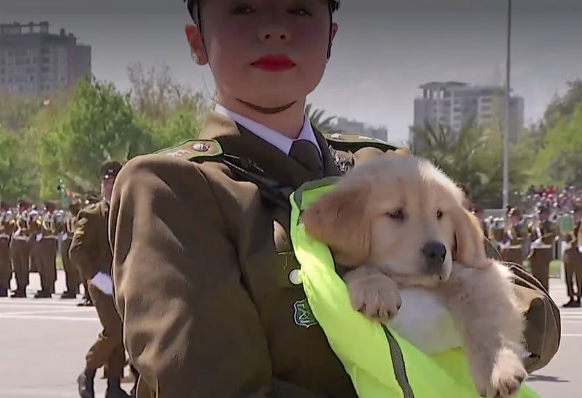 FOTOS. Escuadrón canino se robó las miradas durante la Parada Militar 2025: así fue el desfile de los perritos de Carabineros