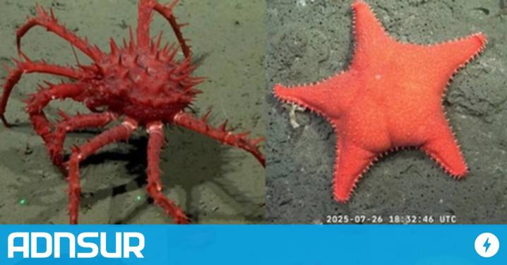 09:27 Comienza una nueva expedición del CONICET: ahora en los cañones submarinos de Chubut