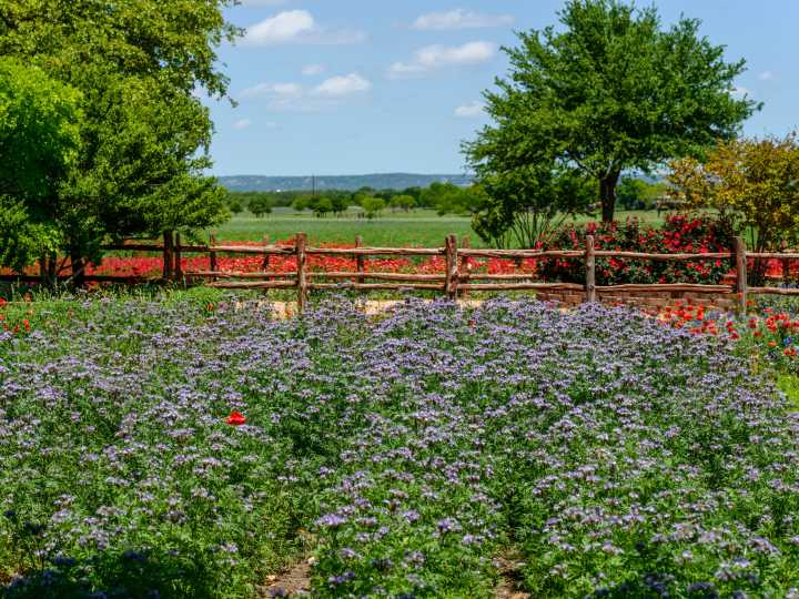 As a Texas local, I skip the crowds in Austin and head west to a charming nearby city with incredible wineries