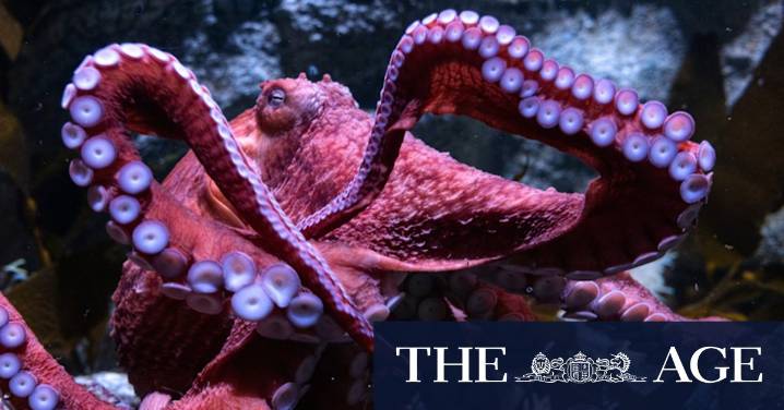 Octopus news: Humans can be right- or left-handed. What happens when you have eight arms?