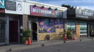 Police investigating suspected arson at Scarborough magic mushroom store