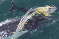 Heartbreaking Clip Show Whale and Her Calf Deeply Tangled in Shark Net