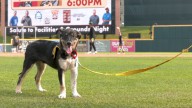 Dogs from local shelter meet Curve baseball team