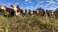 Acuerdo UE-Mercosur: Unas 40 mil ton de carne vacuna bajarían sustancialmente su arancel