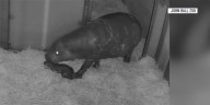 Rare, endangered pygmy hippo born in Grand Rapids