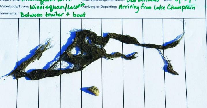 Lake Host thwarts aquatic invasive species from entering Winnisquam