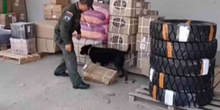 Caninos antinarcóticos descubrieron 24.000 dosis de marihuana que estaban ocultas en empresa de mensajería en Palmira