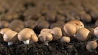 The Essential Step You Need To Take To Eliminate Pests In Your Mushroom Garden