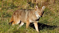 What should you do if confronted by a coyote? Here's what to know.
