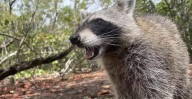 Broward Issues Rabies Alert After Raccoon Infection Found
