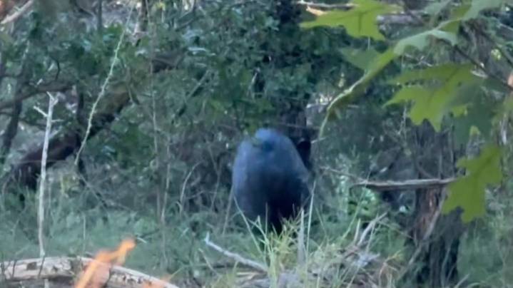 Bear or javelina? Texas Parks & Wildlife clears up San Antonio mystery