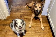 Reason Why Woman Can't Keep Foster Dog Has internet in Stitches