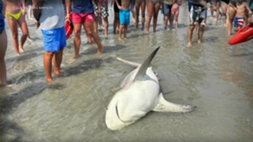Shark found washed ashore on Wildwood Crest beach