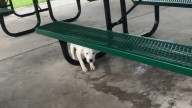 Missouri Rescuers React With Shock To The Discovery Of A Furry Baby Tied To A Picnic Table