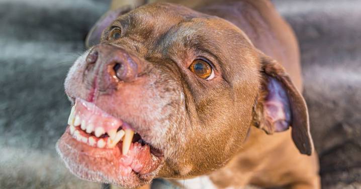 Woman, 71, viciously mauled by pack of at least 10 dogs and left with 'severe lacerations'