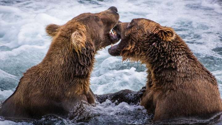 Fat Bear Week starts Tuesday. Who will be the chubby champ?