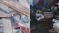 Piles of rotting produce on downtown Los Angeles street attract rats